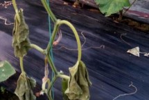 黄瓜突然萎蔫死秧是什么病，可能是光照不足或土壤透气性差等