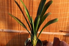 冬季君子兰夹箭怎么办，需立即修剪腐烂的花箭