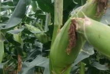 悍玉1号玉米栽培技术要点，密度3000株/亩左右