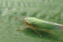 大青叶蝉的防治方式，头部正面呈淡褐色