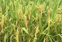 皖垦糯6号水稻栽培技术要点，大田用种量每亩3－4千克