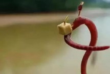 蚯蚓钓鱼要打窝吗，建议打窝