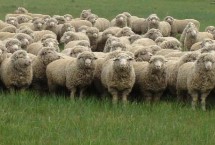 什么羊适合在北方养殖，这六种均为适宜选择