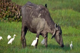 水牛生活在哪里，外形、体型、习性均不同