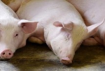 母猪养几年就会淘汰，滥用脱霉剂、催情激素和催产素是不可取的行为