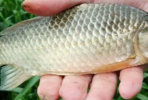 溪流钩和袖钩钓鲫鱼哪个好，首选钩型是袖钩