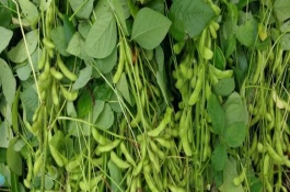 濮豆206大豆栽培技术要点，中上等肥力