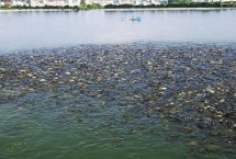 做好投饵管理，施肥要少许多次