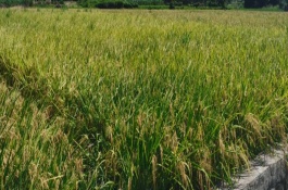 农村合作社可以做什么项目，是靠农民的劳动联合