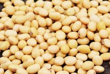 冀豆27大豆栽培技术要点，适宜播种期6月中旬