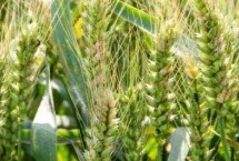 博信216小麦栽培技术要点，每亩基本苗18-20万