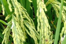 渝黄叶1号水稻栽培技术要点，全生育期150～172天