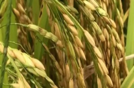 绥稻6号水稻栽培技术要点，该品种主茎11片叶