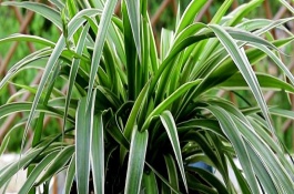 吊兰烂根的原因，能用但需要先消毒