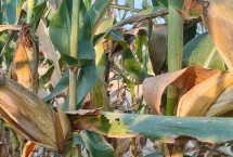 白玉59玉米栽培技术要点，播种时注意防治地下害虫