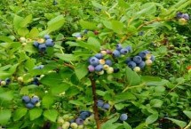 蓝莓的发展历程，我国的产地主要在东三省