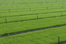 川农优968水稻栽培技术要点，该品种基部叶叶鞘中等紫色
