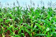 珍禾68玉米栽培技术要点，在各地最佳节令播种