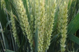 晋麦88号小麦种子的特点，晋麦88号小麦品种的特性