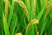 腾籼3号水稻栽培技术要点，生育期182.1天