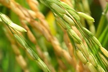 赣优735水稻栽培技术要点，全生育期151.6天