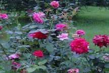 大花月季扦插管理，通常在早春或晚秋进行扦插