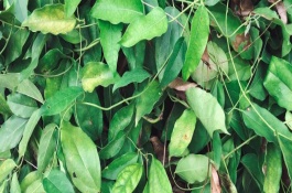 如何对淫羊藿施肥，一般为6月中旬左右