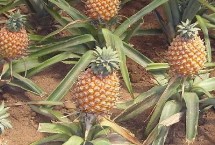 菠萝怎么种植，生长在地上