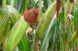 金园50玉米栽培技术要点，出苗至成熟126天