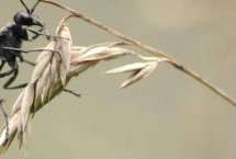 细腰蜂会在哪里筑巢，繁殖期喜欢在墙缝等位置筑窝
