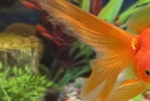 金鱼怎么养才繁殖，雄鱼瘦长、雌鱼短圆