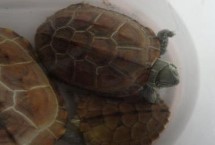 地图龟可以混养吗，可以但也不能太深