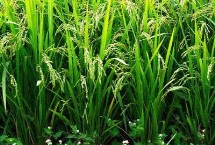 龙粳1775水稻栽培技术要点，该品种主茎11片叶