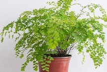 铁线蕨的繁殖方法，野生于溪边山谷湿石上