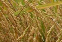 科珞优4302水稻栽培技术要点，注意防治各种病虫害