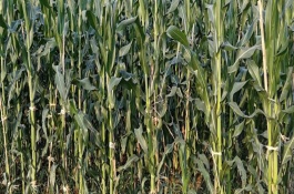 DK1010玉米栽培技术要点，适宜在肥力中上等的地块种植