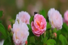 蔷薇花期怎么施肥和浇水，等土壤发白时再提供水分