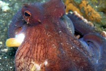 章鱼的寿命，章鱼有八条腕而鱿鱼有十条