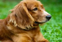 金毛犬的选购方式，从外观、性情、服从性、运动量都不同
