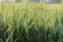 鲁研128小麦栽培技术要点，每亩适宜基本苗15万－18万