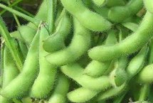 铁鲜豆12大豆栽培技术要点，辽宁省春播生育期109天