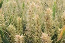 西农105小麦栽培技术要点，注意适时防治小麦病虫草害