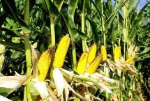 梦玉701玉米栽培技术要点，全生育期101天左右