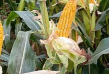 飞创502玉米栽培技术要点，中抗丝黑穗病