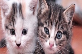 猫咪总是吐舌头是生病了吗，不要吃温度太高的食物