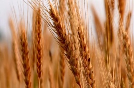 金来36小麦栽培技术要点，适宜播期10月1～15日
