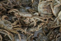 冬季河蟹病害防治技术，需提供富含营养的饲料、营造适宜的蜕壳环境