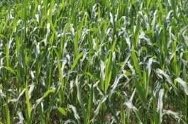 龙垦糯1 号玉米栽培技术要点，4月下旬至6月中旬播种