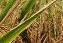 深两优788水稻栽培技术要点，每亩有效穗数16.8万穗