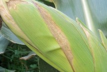 崇利1188玉米栽培技术要点，中等肥力以上地块栽培